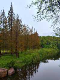 上海濱江森林公園花海谷｜拍照絕美地。