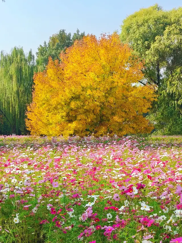 北京有自己的莫奈花園！秋日絕美花海已就位。