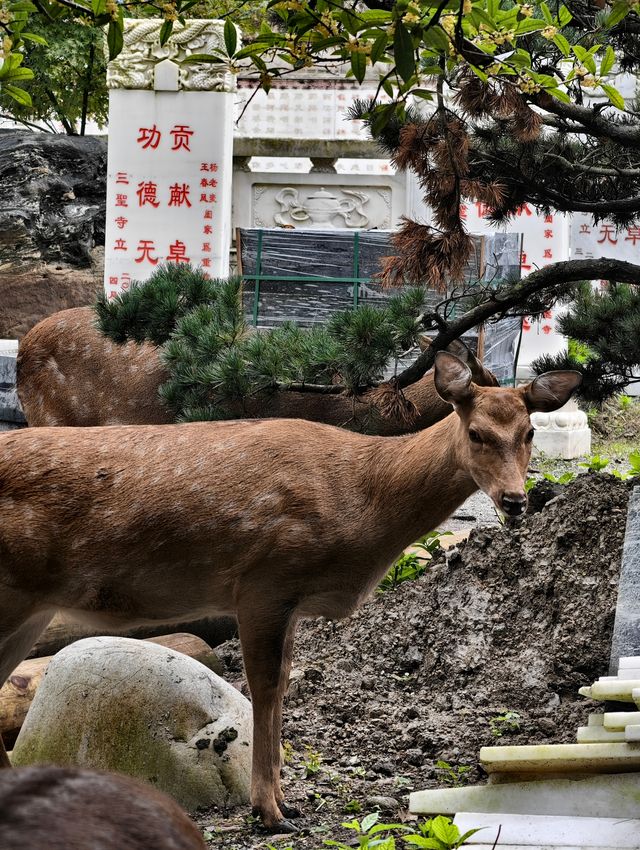 自然與人文交融之地——探訪三聖寺的自然風光和人文景觀。