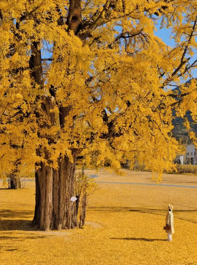 11-12月一定要去騰沖！！國內最大銀杏古村。