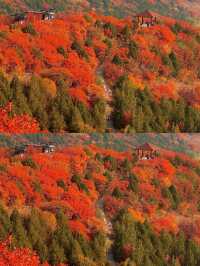 11月7日實況：五彩淺山到了最佳賞秋期。