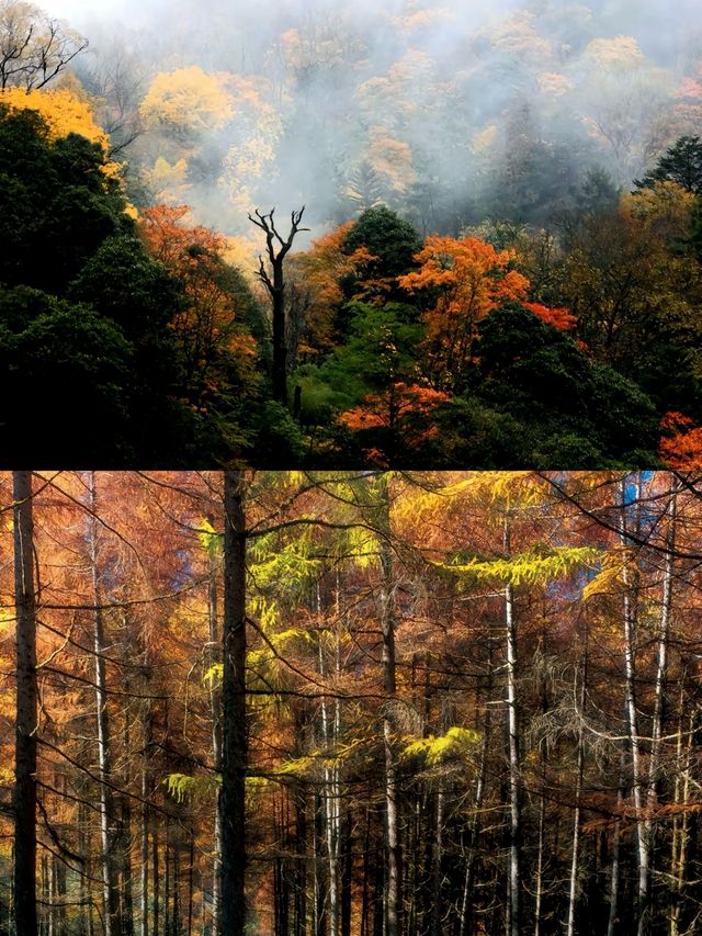 孟获城｜小眾免費且美的賞秋好去處。