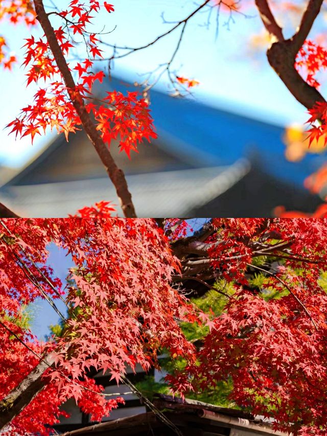 京都東福寺楓葉‖賞秋旅遊打卡避坑攻略。