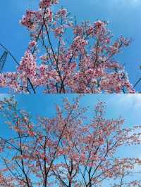 邂逅愛神之箭：中國愛情花卉小鎮之旅。