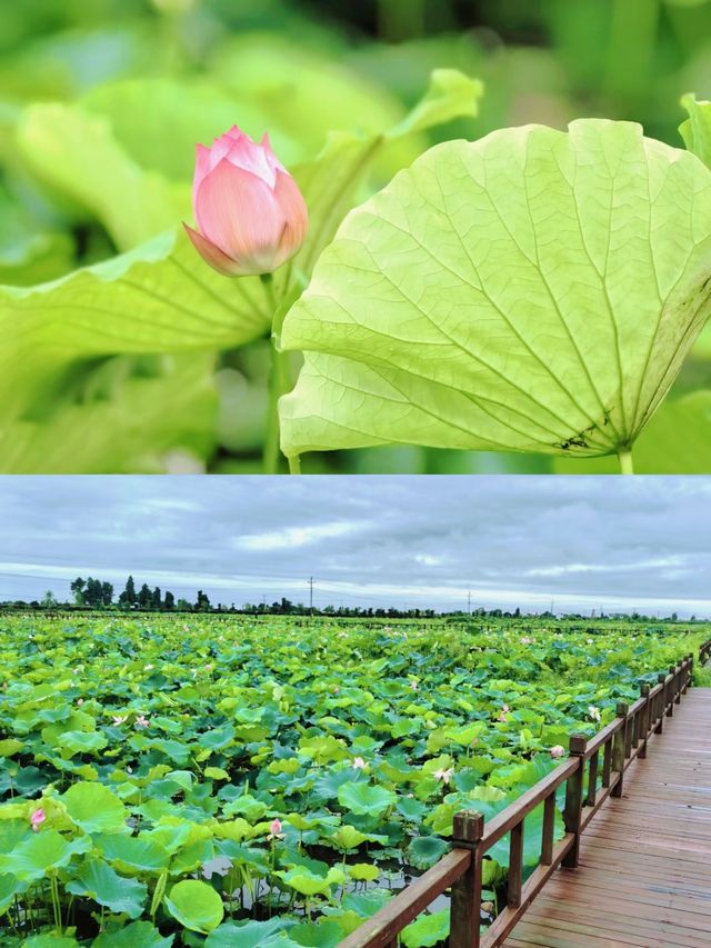 荷花博覽園綻放盛夏之美，驚艷你的朋友圈。