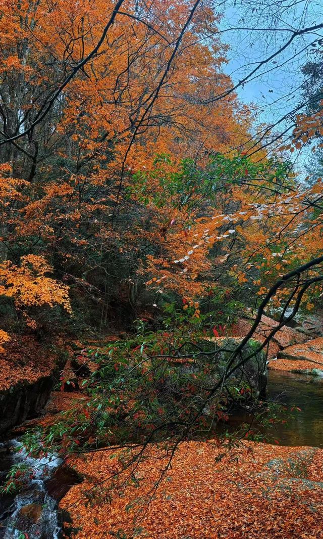 光霧山超詳細攻略 | 紅葉盛景一網打盡。