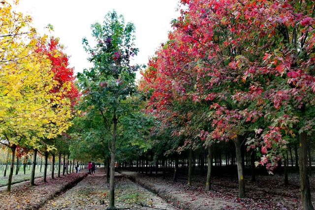 生活處處有驚喜~~廊下郊野公園。