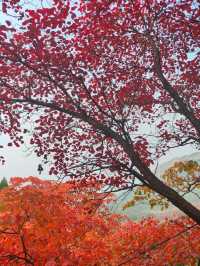 濟南紅葉谷：秋意盎然的視覺盛宴