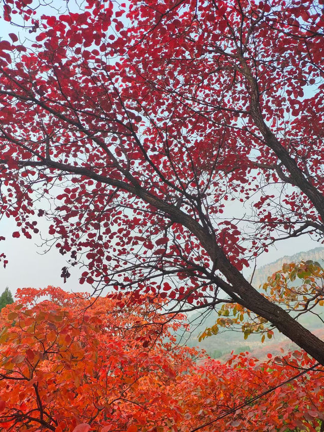 濟南紅葉谷：秋意盎然的視覺盛宴