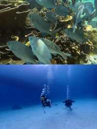 海南萬寧潛水‖旅遊打卡避坑攻略