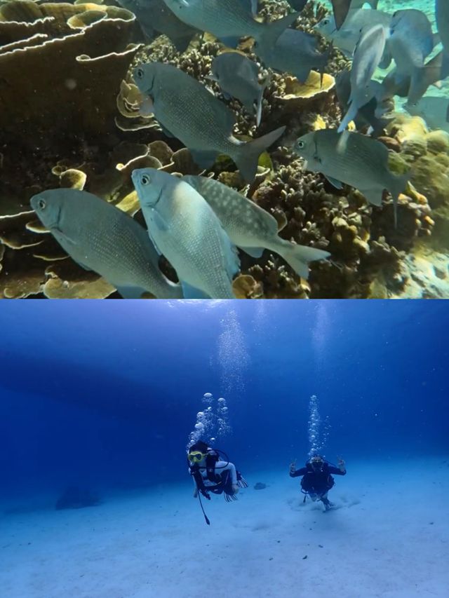 海南萬寧潛水‖旅遊打卡避坑攻略