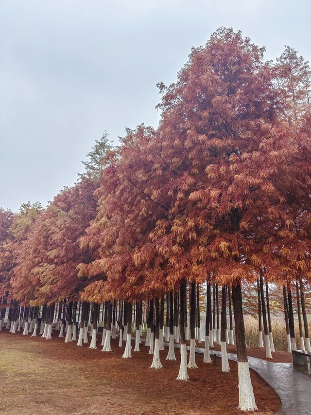 松雅湖 | 來赴一場紅杉與銀杏的浪漫約會吧！