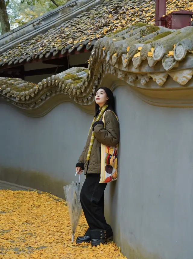 Around Chengdu!! The only ginkgo park I want to visit countless times...