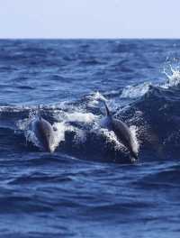 Sri Lanka Whale Watching Guide: Tips for a Flawless Experience
