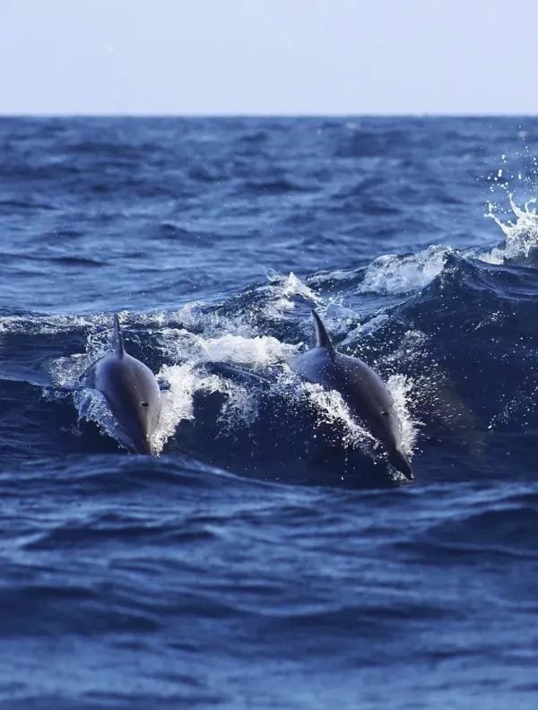 Sri Lanka Whale Watching Guide: Tips for a Flawless Experience