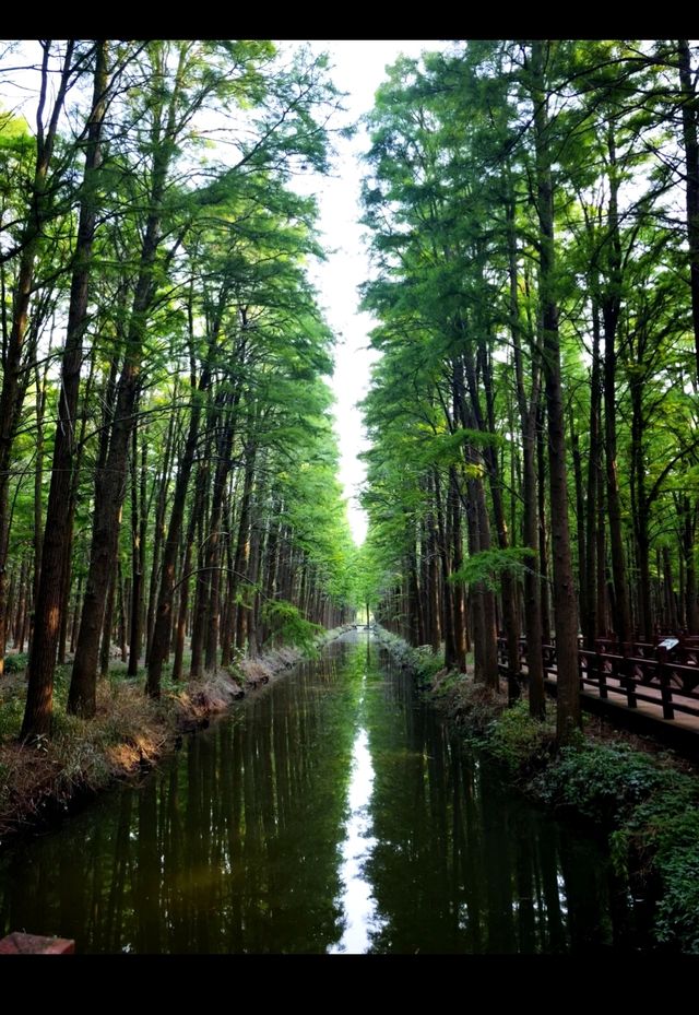 泰州-李中水上森林公園