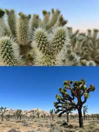 約書亞樹國家公園 | Joshua tree