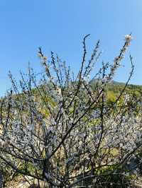 廣州從化雞枕山·白梅花海