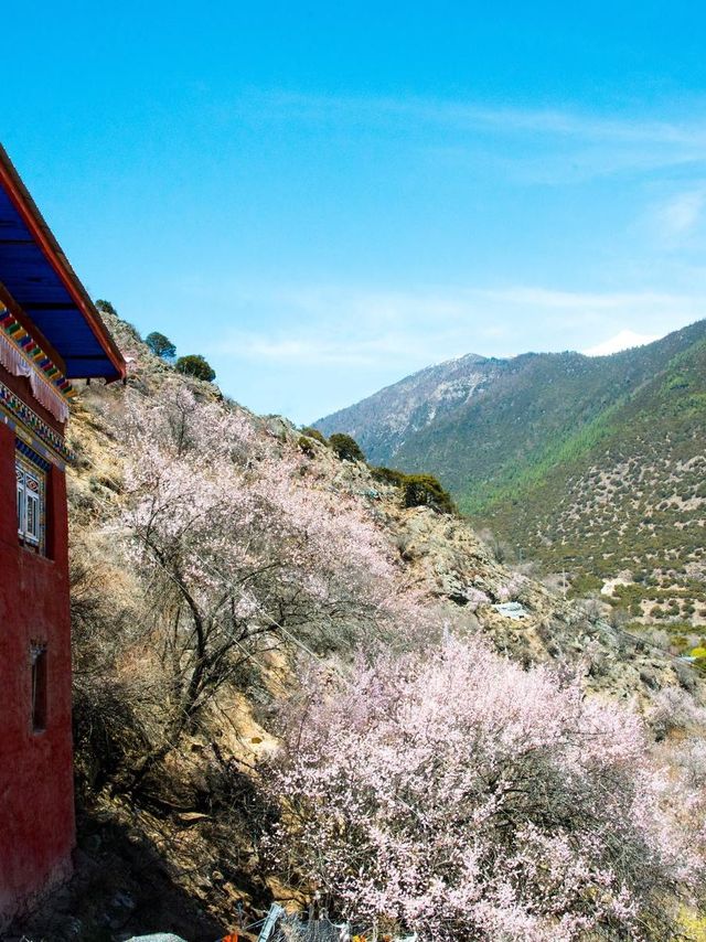 4日玩轉林芝-山南 超全攻略助你成為旅行達人