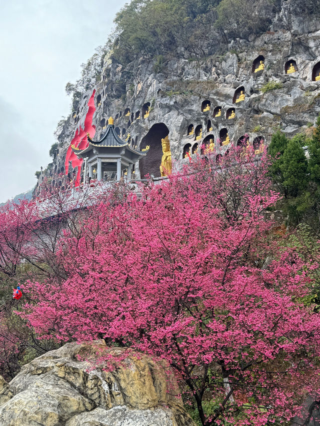 春節祈福、春日賞櫻好去處！