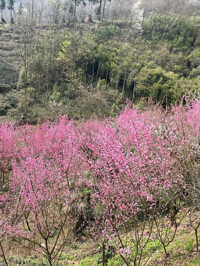 2日探秘大邑 古鎮古村全攻略
