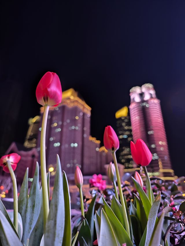 梧桐區鬱金香地圖