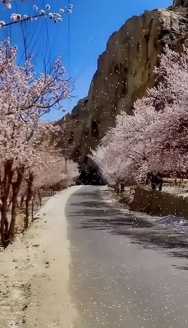 南疆看杏花