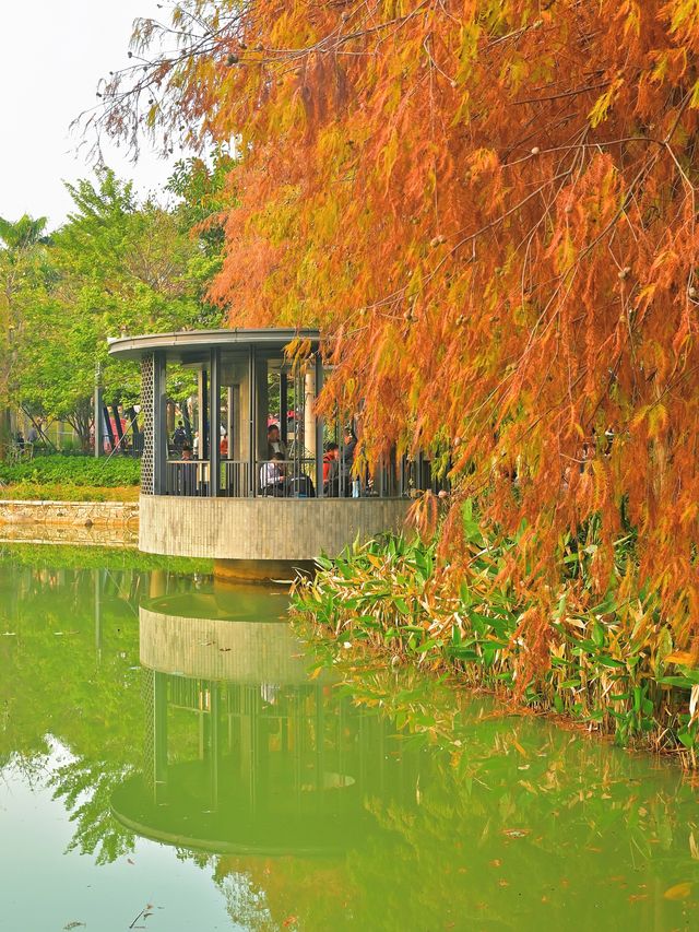四海公園：飲咖啡、逛公園、曬太陽……