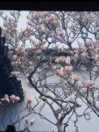 蘇州8座小眾園林的春和景明附賞花遊路線
