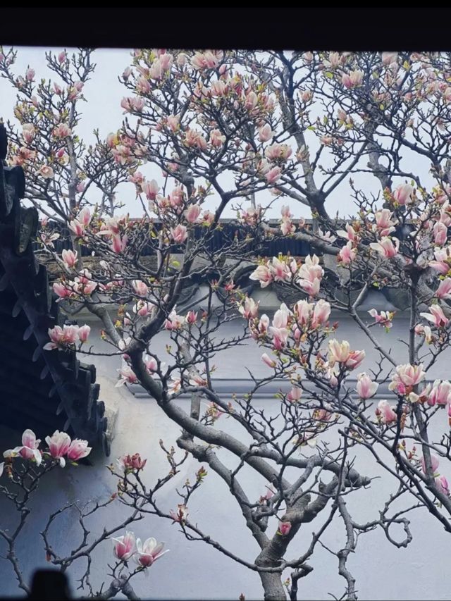 蘇州8座小眾園林的春和景明附賞花遊路線