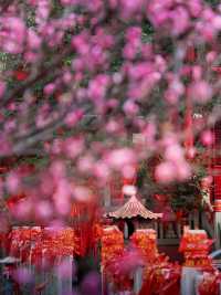 南京｜毗盧寺千年古梅，禪意氛圍封神了