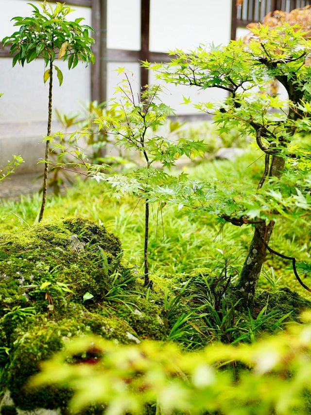 6天日本行 除了看風景就是泡溫泉