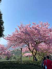 欣賞Live中猶如從漫畫走出來的櫻花🌸