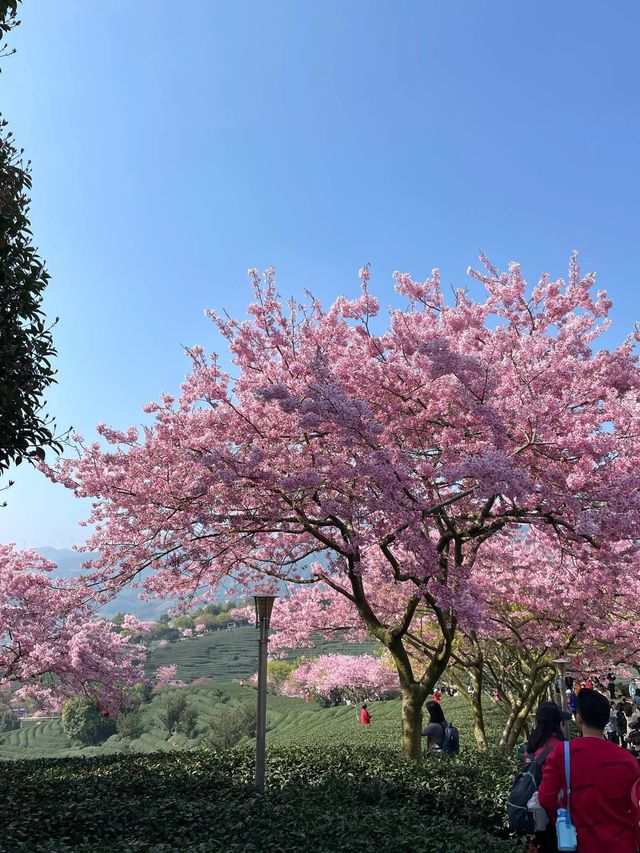 欣賞Live中猶如從漫畫走出來的櫻花🌸