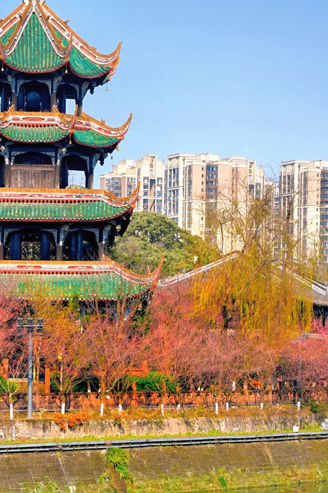 成都！地鐵直達！紅梅遇上中式建築真的封神