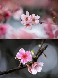 深圳賞櫻一日遊‖打卡避坑攻略