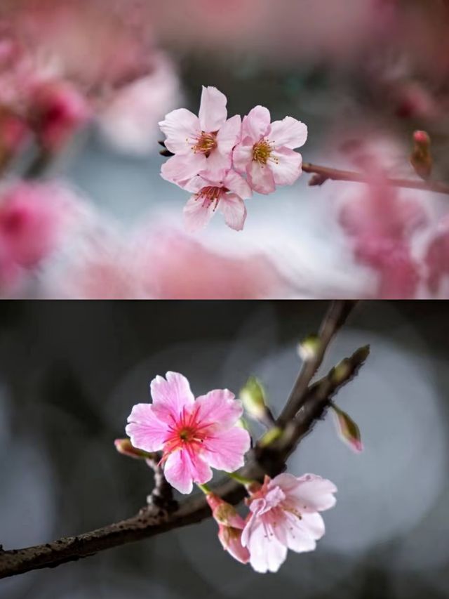 深圳賞櫻一日遊‖打卡避坑攻略
