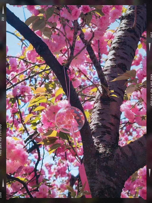 蘇州寺廟賞花🌸