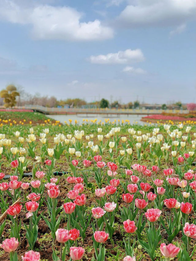 春日限定！成都賞花地圖大公開