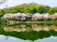 望月公園賞櫻花