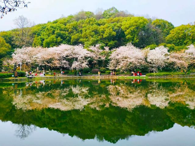 望月公園賞櫻花 望月公園賞櫻花