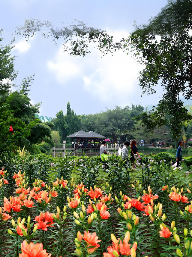 漳州花博園：花海盛宴與生態樂園的完美結合