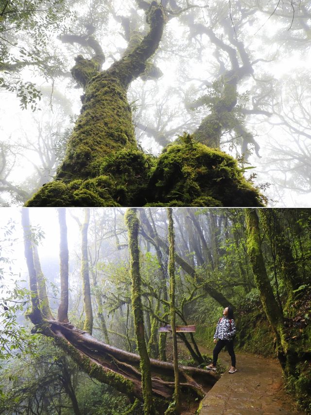 金山原始森林 • 哀牢山的綠野仙蹤又似現實版的伊甸園