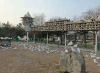 探秘滄州獅城公園｜感受獅城的魅力