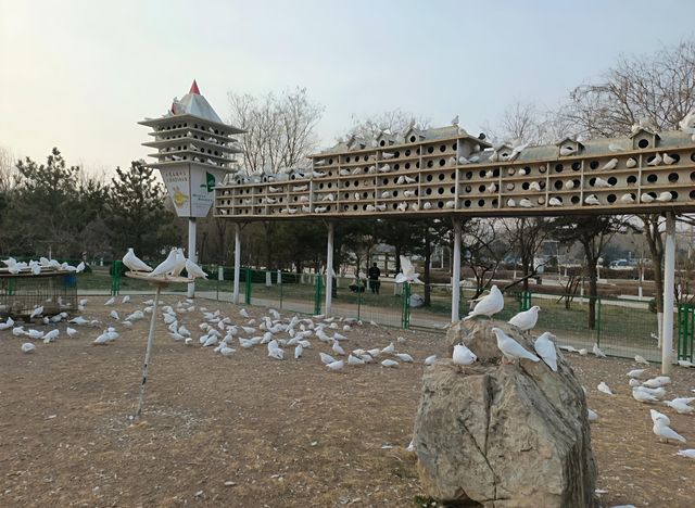 探秘滄州獅城公園｜感受獅城的魅力
