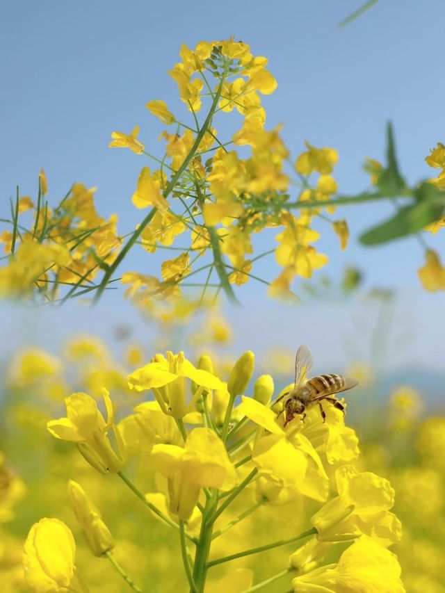 注意重慶廣陽島千畝油菜花即將盛開…
