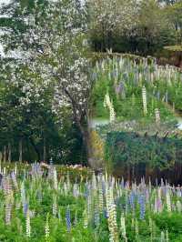 闖進春日油畫！佛山限定魯冰花花海