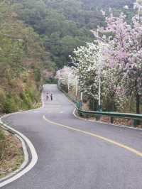 碼住增城嘅適合行山嘅森林公園
