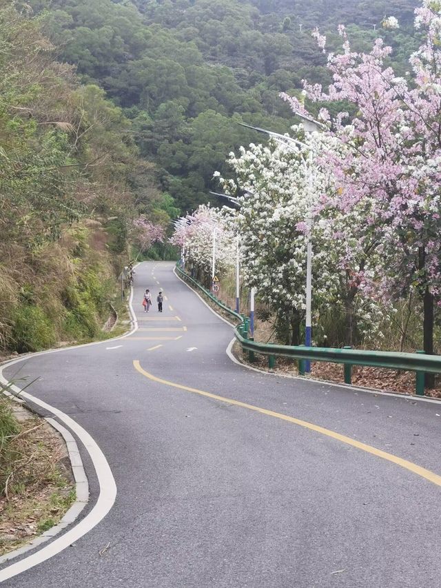 碼住增城嘅適合行山嘅森林公園
