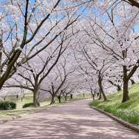 🇯🇵福岡小眾賞櫻地🌸 邂逅漫畫裡的粉色浪漫